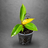 Philodendron Red Sun Live Plant in 3" Nursery Pot - Rare Colorful Philodendron - Tropical Indoor Houseplant - Easy Care Aroid Plant