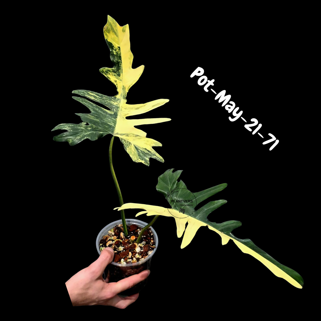 Variegated Philodendron Florida Beauty x Mayoi - Rare Hybrid Aroid