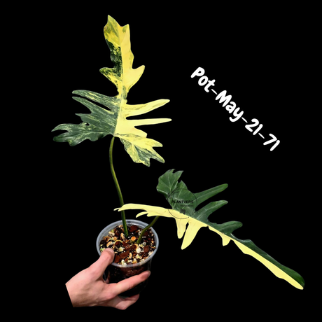 Variegated Philodendron Florida Beauty x Mayoi - Rare Hybrid Aroid