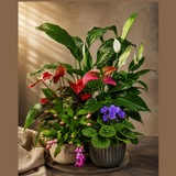 Assorted Indoor Flowering Plant Set of 4 Live Houseplants in 4" Pots- Anthurium, African Violet, Blooming Cactus, Peace Lily