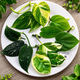 5 Live Plant Cuttings Bundle – Pothos & Philodendron Collection