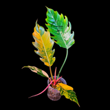 Variegated Caramel Marle philodendron