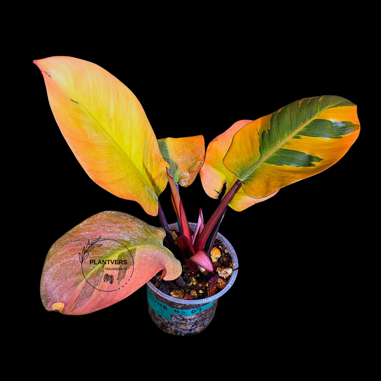 Black Cardinal Variehgated