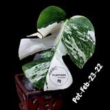 Rare Variegated Monstera Albo – Large Form White Monstera Borsigiana (Exact Plant)