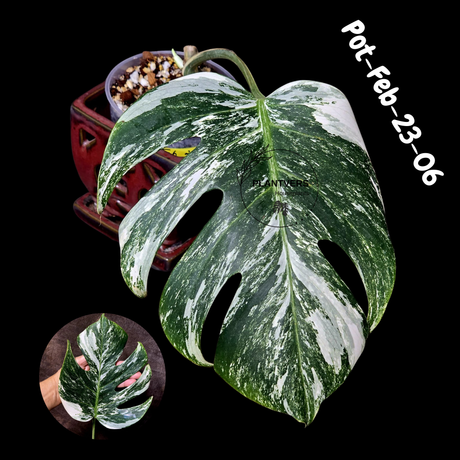 Rare Variegated Monstera Albo – Large Form White Monstera Borsigiana (Exact Plant)