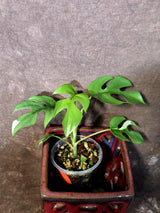 Variegated Rhaphidophora Tetrasperma Albo - Collector's Aroid - (June-09-31)