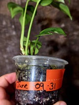 Variegated Rhaphidophora Tetrasperma Albo - Collector's Aroid - (June-09-31)
