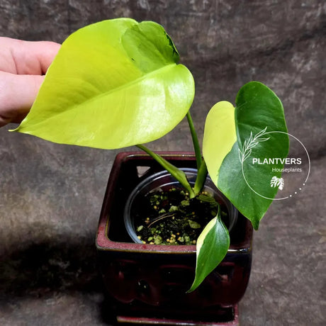 Monstera Marmota 