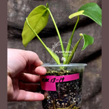 Monstera Aurea Variegated Borsigiana - Monstera Marmota - SAME Plant as images - US Seller
