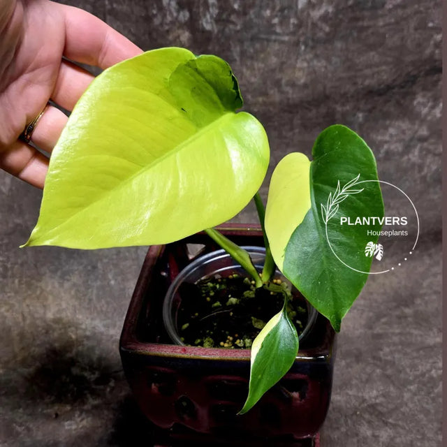 Monstera Aurea