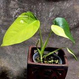 Monstera Aurea Variegated Borsigiana - Monstera Marmota - SAME Plant as images - US Seller