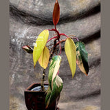 Philodendron 