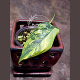  Bipennifolium