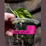 Variegated Philodendron Bipennifolium - Collector's Aroid - Exact SAME Live Plant - US Seller