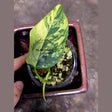 Philodendron