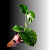 Variegated Monstera Albo - Rare White Monstera Borsigiana (6-5-23)
