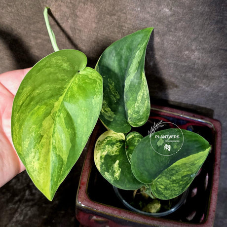 Scindapsus Jade Satin Variegated - Yellow Variegation - (June-21-61)