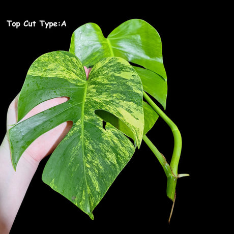 Monstera Aurea Cutting High Variegated Borsigiana - Monstera Aurea Variegata