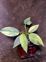 Philodendron Silver Sword Variegated - Rare Collectors Plant - (June-09-30)