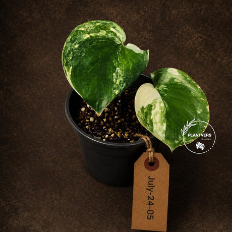 Variegated Scindapsus Jade Satin Aurea Live Plant - Collector Houseplant, Creamy White Marbling