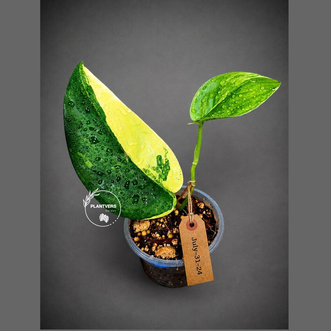 Variegated Scindapsus Jade Satin Aurea Live Plant - Collector Houseplant, Creamy White Marbling