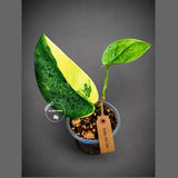 Variegated Scindapsus Jade Satin Aurea Live Plant - Collector Houseplant, Creamy White Marbling