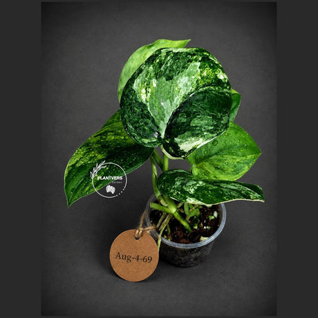 Variegated Scindapsus Jade Satin Aurea Live Plant - Collector Houseplant, Creamy White Marbling