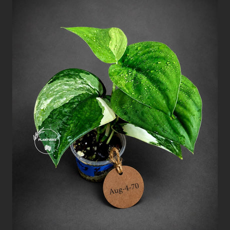 Variegated Scindapsus Jade Satin Aurea Live Plant - Collector Houseplant, Creamy White Marbling