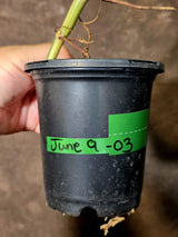 Philodendron Domesticum Variegated Plant - Live Tropical House plant - (June-9-03)