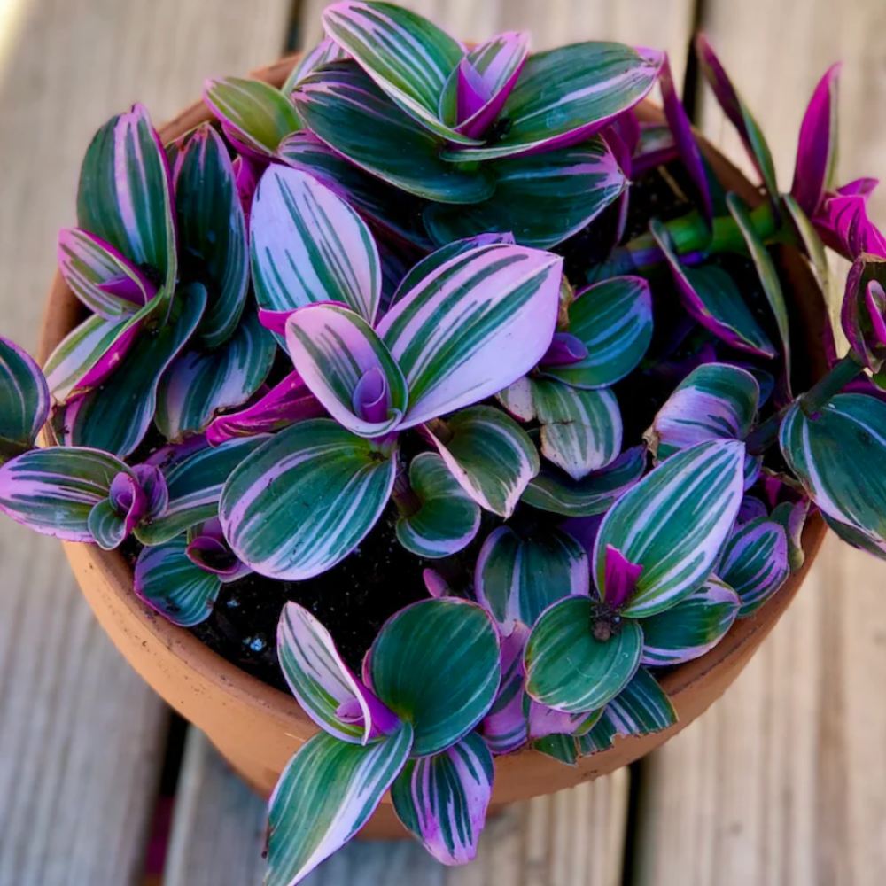 Rare Tradescantia Nanouk Lilac Plant | Rare Pink Wandering Jew | houseplant in a nursery pot