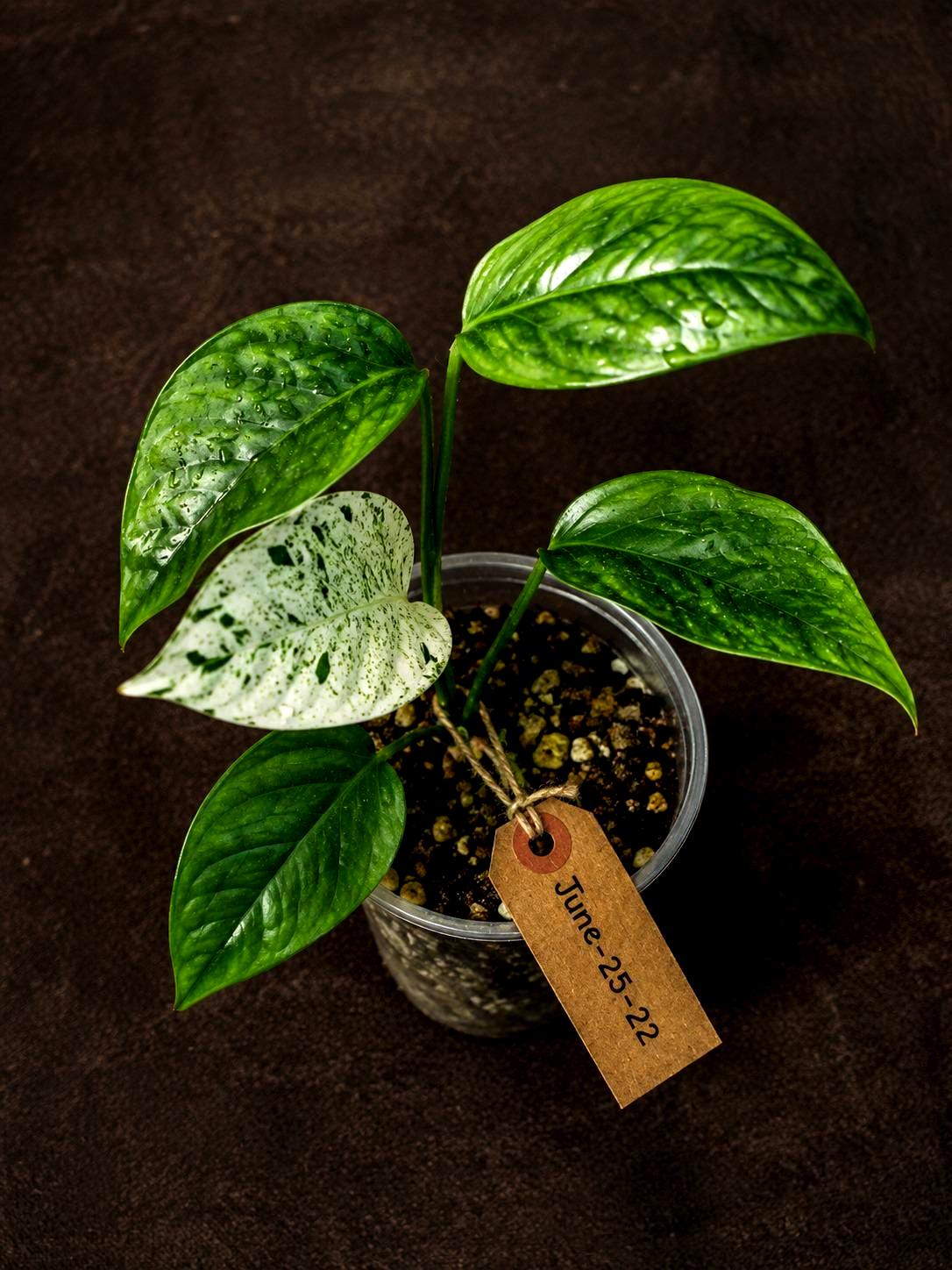 Epipremnum Pinnatum Albo Variegated - Climbing Aroid - (June-25-22)