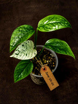 Epipremnum Pinnatum Albo Variegated - Climbing Aroid - (June-25-22)