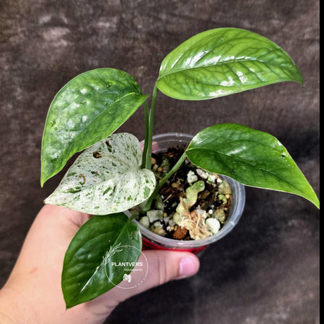 Epipremnum Pinnatum Albo Variegated - Climbing Aroid - (June-25-22)