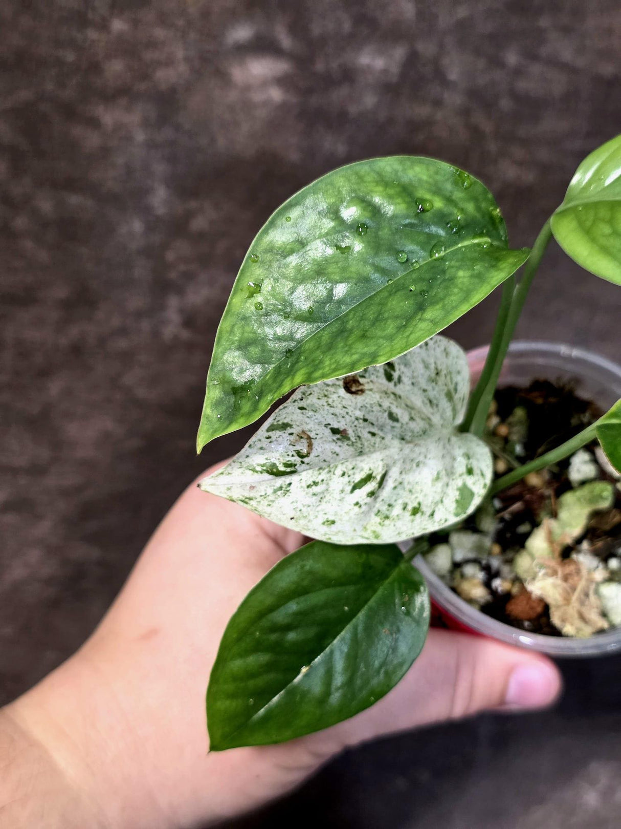 Epipremnum Pinnatum Albo Variegated - Climbing Aroid - (June-25-22)