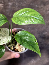 Epipremnum Pinnatum Albo Variegated - Climbing Aroid - (June-25-22)