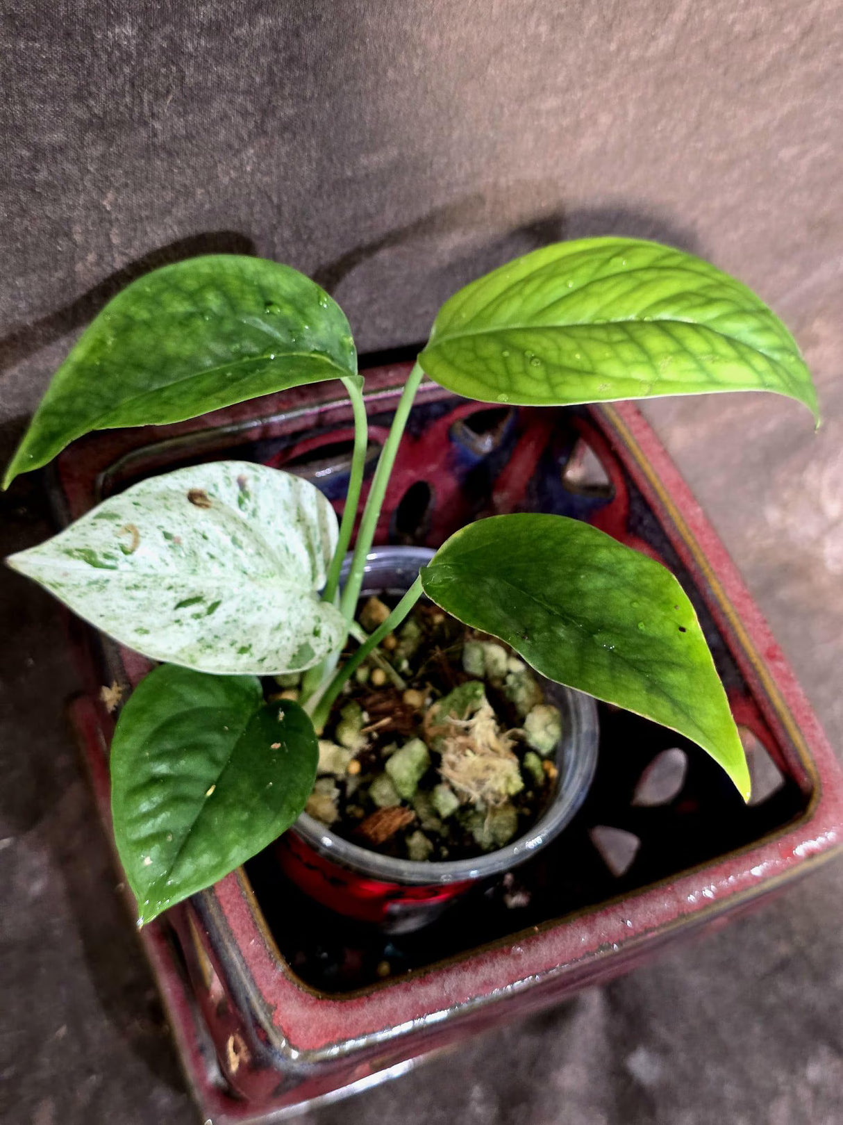 Epipremnum Pinnatum Albo Variegated - Climbing Aroid - (June-25-22)