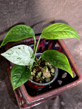 Epipremnum Pinnatum Albo Variegated - Climbing Aroid - (June-25-22)