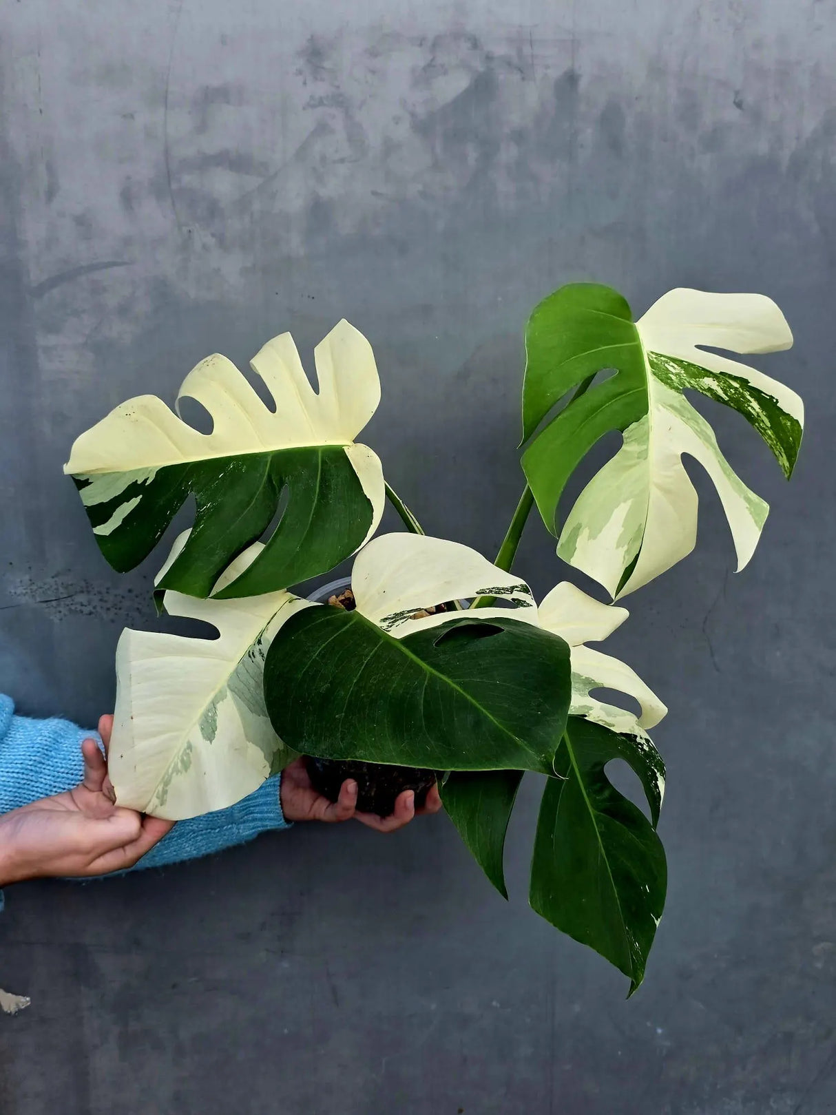 Rare Variegated Monstera Albo Half-Moon Leaf Plant - White Albo Borsigiana Plant - EXACT Plant - US Seller