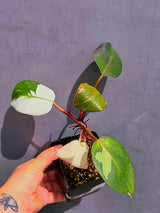 Variegated Philodendron Red Anderson - Exact Same Plant - (May-21-42)