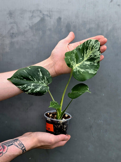 Rare Monstera Bulbasaur Variegated Plant - Mint Variegation - Exact Plant (June-17-29)