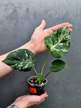 Rare Monstera Bulbasaur Variegated Plant - Mint Variegation - Exact Plant (June-17-29)