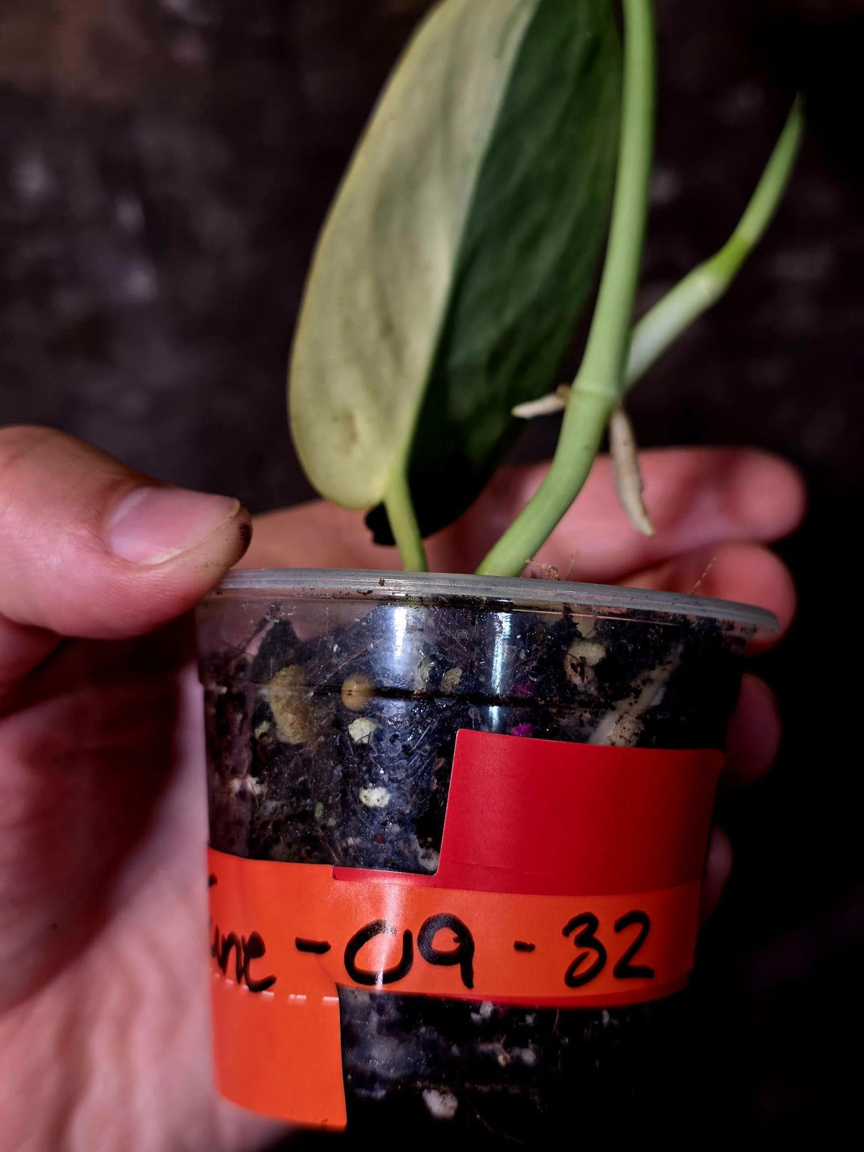 Scindapsus Jade Satin Variegated - Rare Tropical Plant - EXACT Plant - (June-09-32)