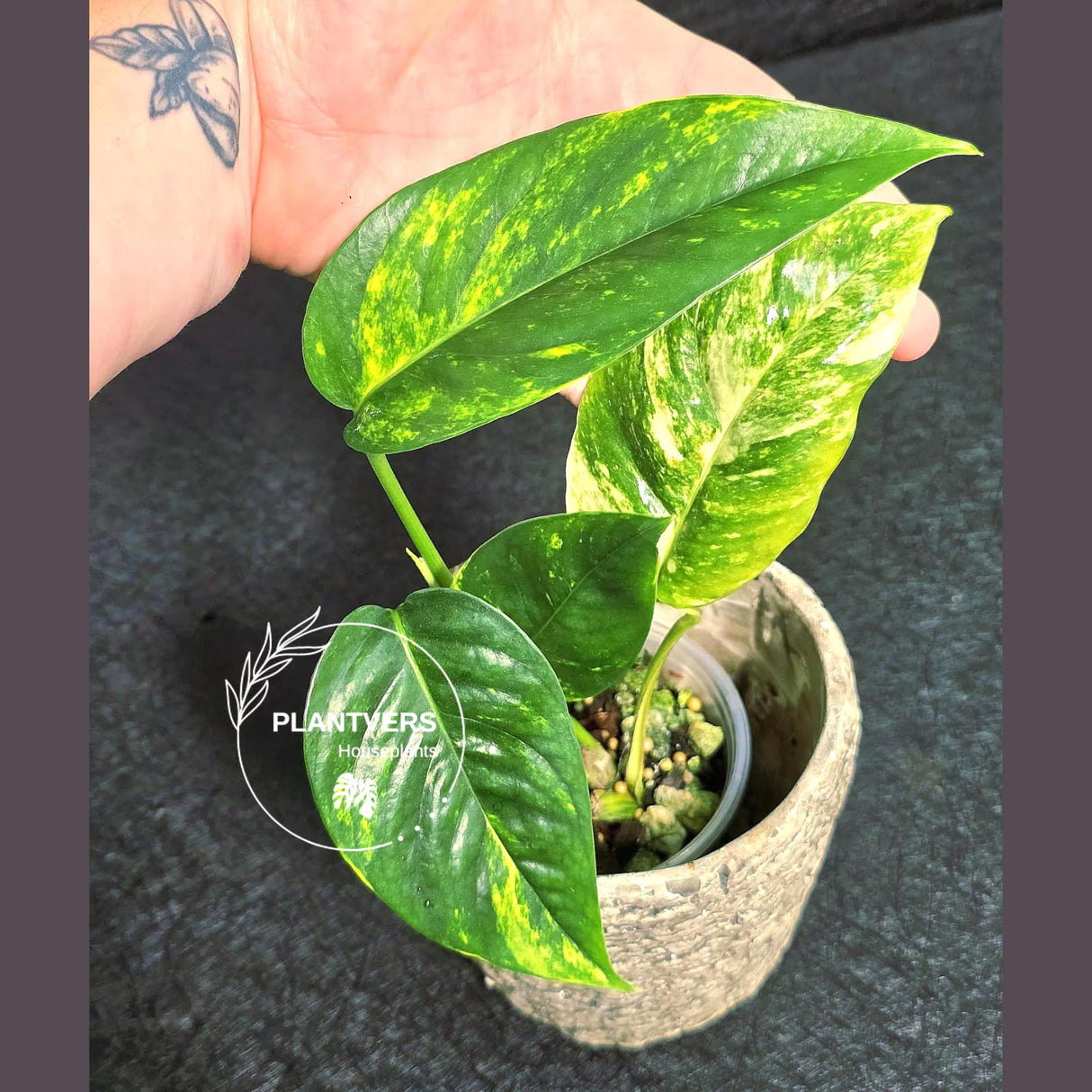 RARE Variegated 'Golden Flame' Epipremnum Pinnatum Plant - Variegated Yellow Flame Indoor Plant - SAME Plant - US Seller