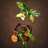 Variegated Philodendron Brown Beauty Live Plant - Rare Florida Beauty x Black Billietiae Hybrid - Exact Same Plant - US Seller