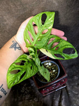 Variegated Monstera Adansonii Albo - Rare Exact Plant - (June-21-60)