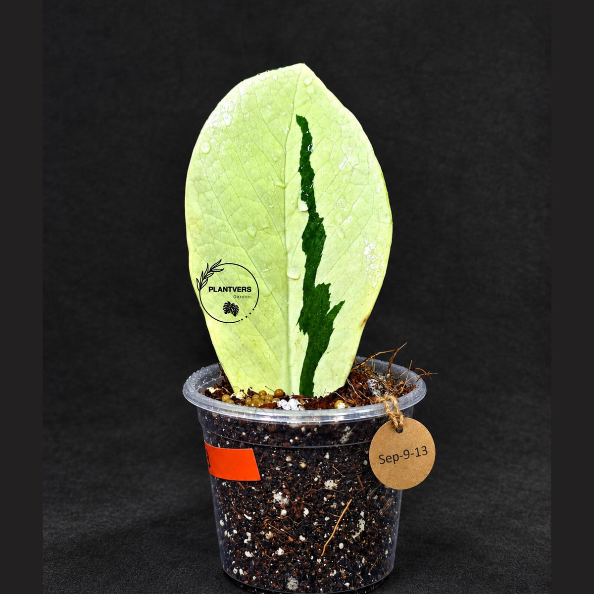 Variegated ZZ Gold Live Plant - EXACT Zamioculcas Zamiifolia (Sep-9-13)