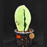 Variegated ZZ Gold Live Plant - EXACT Zamioculcas Zamiifolia (Sep-9-13)