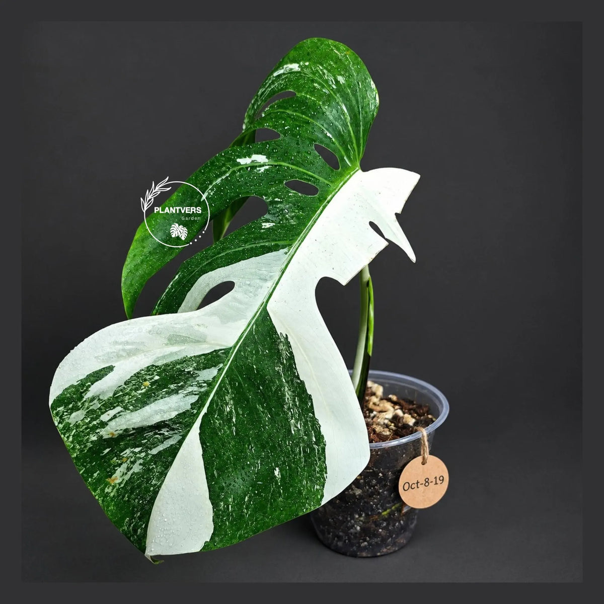 Monstera Albo - Rare Variegated Monstera Borsigiana Albo - Rare Collector Plant - White Monstera Albo - EXACT Same Plant - US Seller