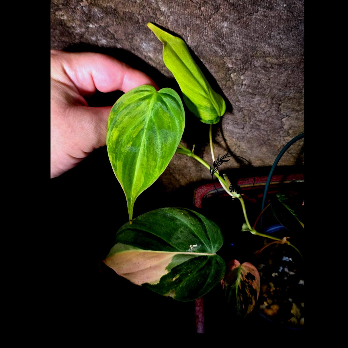 Variegated Philodendron Mican Aurea - Rare Exact Plant - (July-13-59)