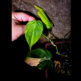 Variegated Philodendron Mican Aurea - Rare Exact Plant - (July-13-59)
